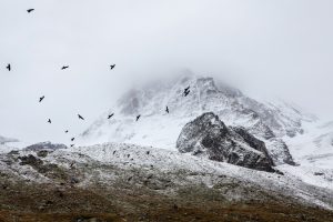 birds-cold-fog-4037-825x550-1-300x200 birds-cold-fog-4037-825x550