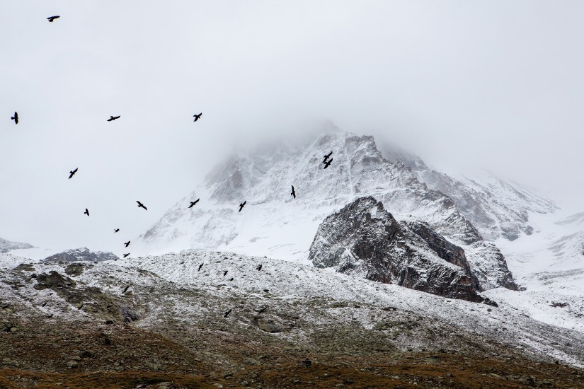 birds-cold-fog-4037-825x550-1 Post Format: Gallery