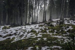 forest-nature-snow-4058-824x550-1-300x200 forest-nature-snow-4058-824x550